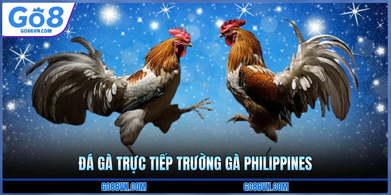 Đá gà trực tiếp trường gà Philippines