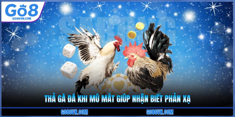 Cách thả gà đá khi mù mắt giúp nhận biết phản xạ 