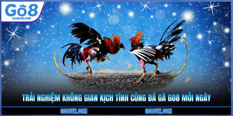 Trải nghiệm không gian kịch tính cùng đá gà Go8 mỗi ngày